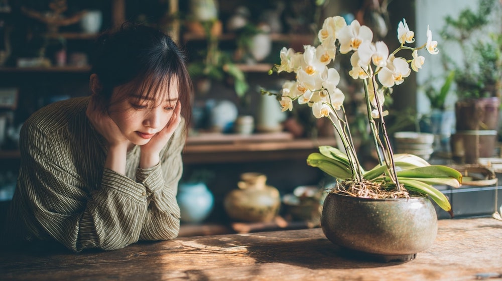 初心者がやりがちNG集：胡蝶蘭を弱らせる5つの習慣